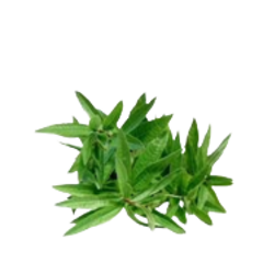 verbena pianta per sito 240x180ns